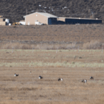 Temporary Wildlife Closure; March 1 – April 22, 2026 North Landing Road